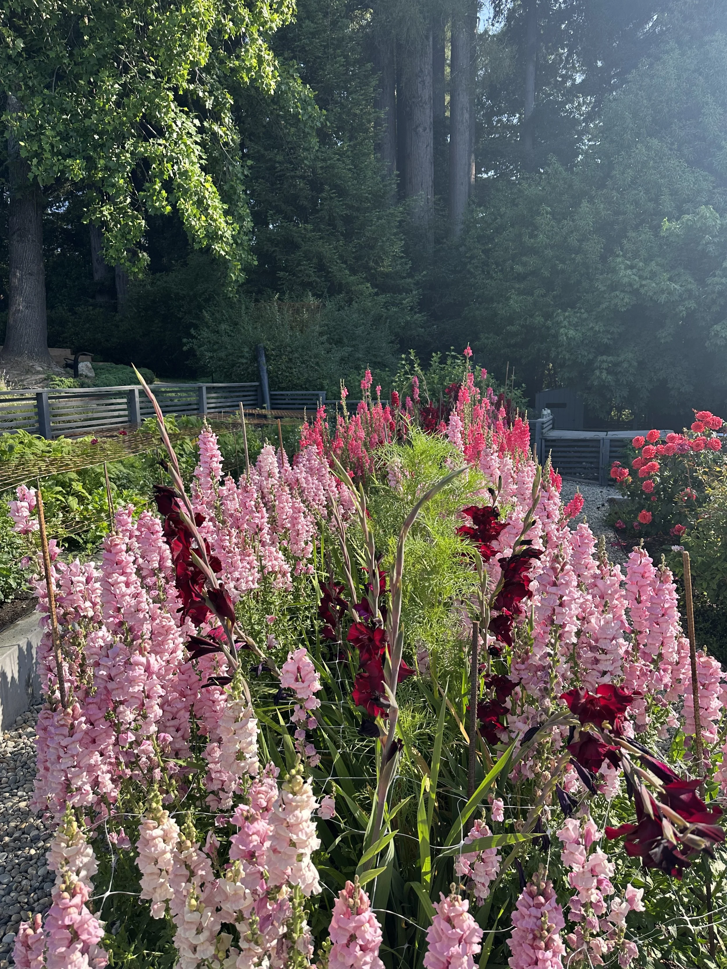 Snapdragon_Gladioas_Sebastopol_D. Smith Garden Consultation
