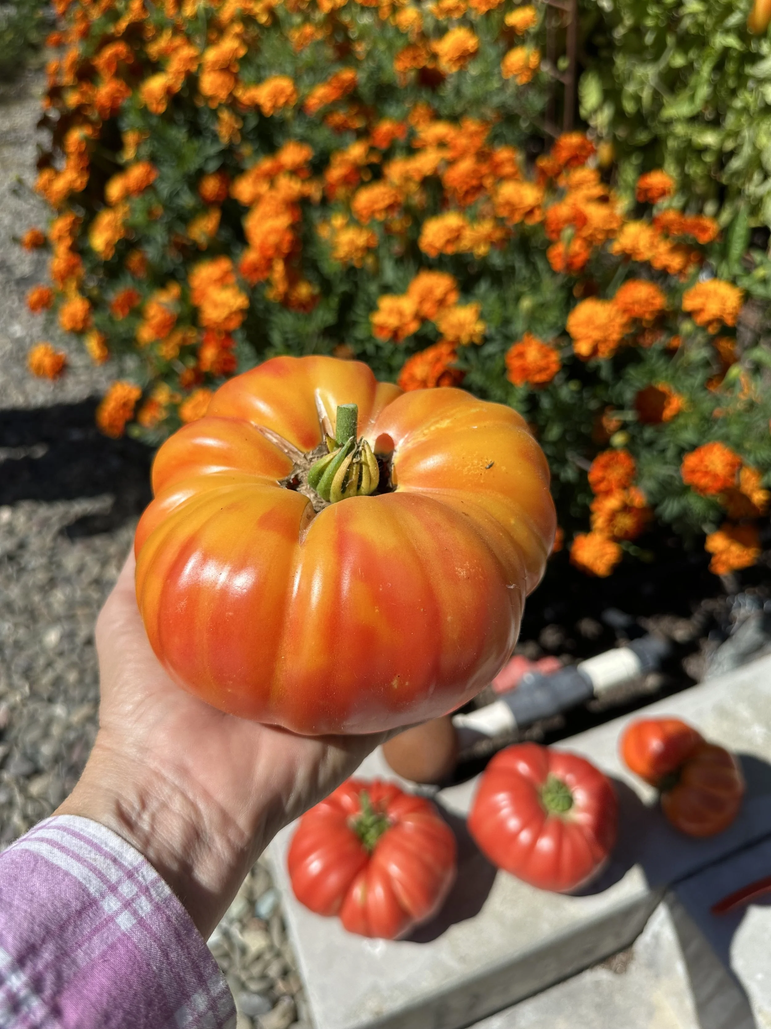 Tomato_Big_Rainbow_DSmithGardenConsultation