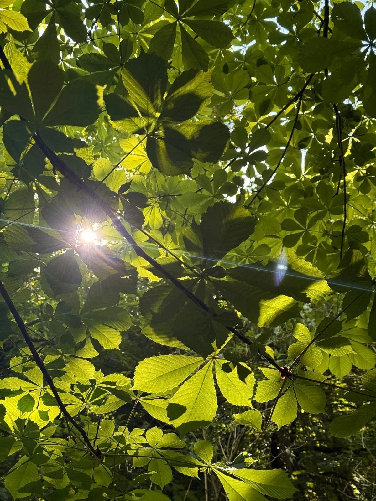 Wild Magic Spring Retreat