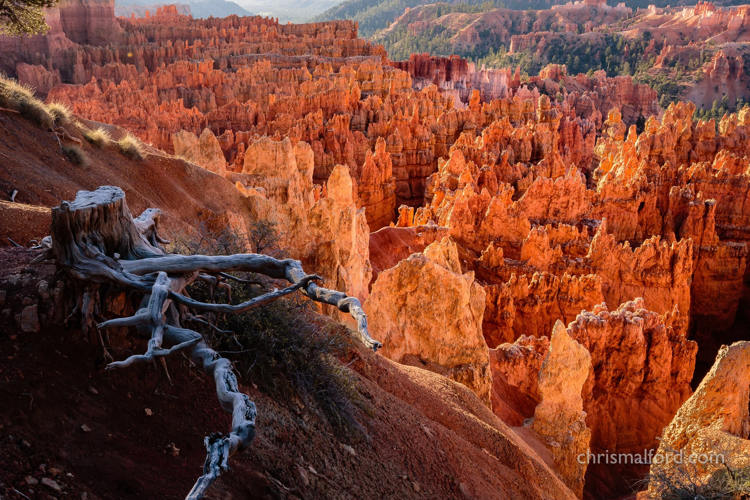 portfolio-early-morning-in-bryce-canyon-utah-photograph-by-chris-alford.jpg