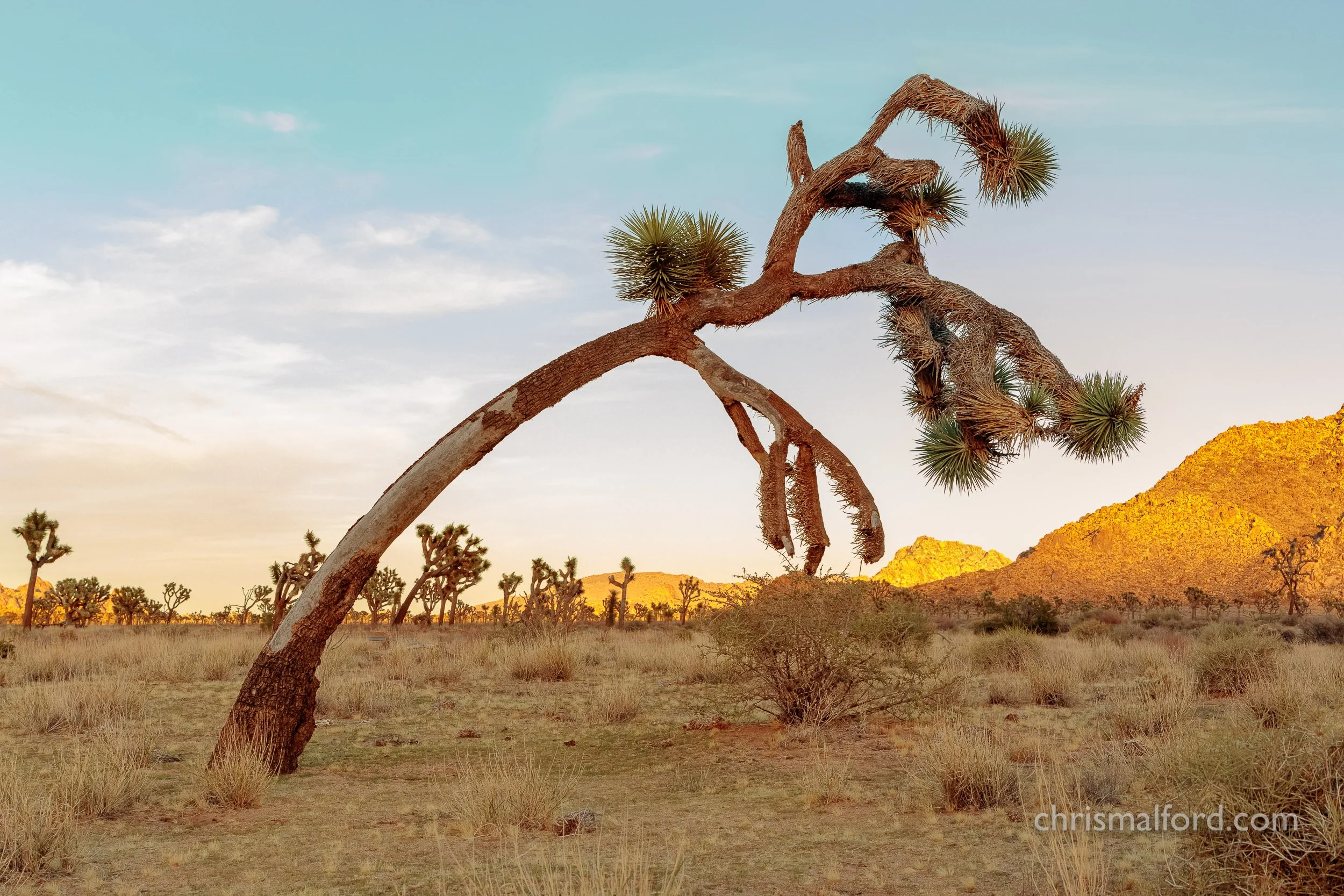 portfolio-sunset-at-joshua-tree-national-park-in-caliifornia-with-leaning-over-joshua-tree-photograph-by-chris-alford.jpg
