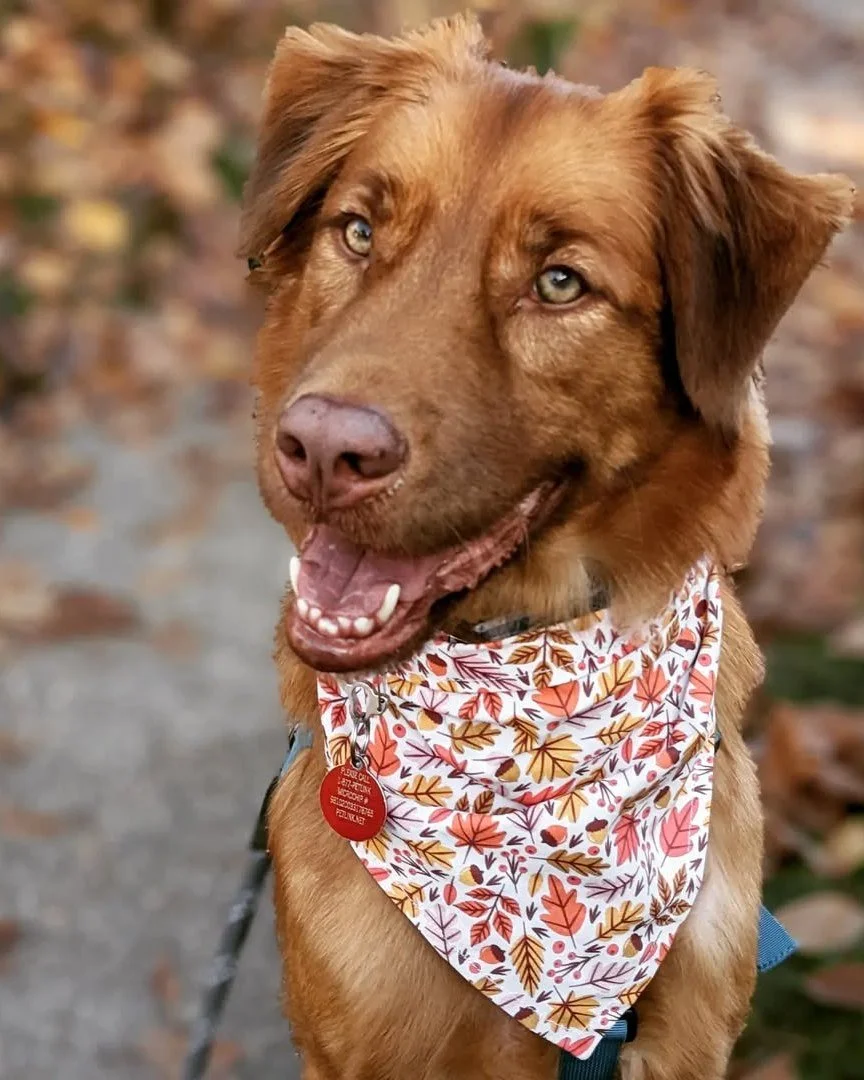 We LOVE dogs in Del Ray (they have their own mural!), but for the comfort and safety of our best friends, PLEASE keep pups at home during Art on the Avenue due to large crowds.  Swipe for a list of vendors with pet products and bring them a treat!
?