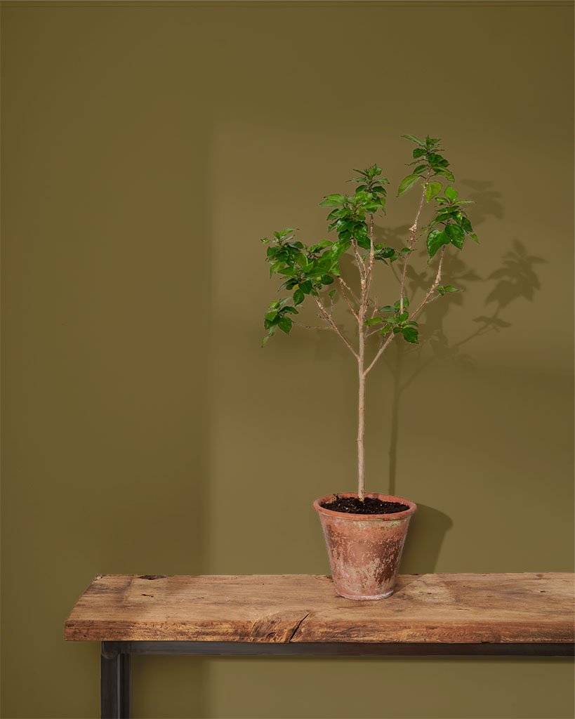 210328- 819x1024px Olive Wall Paint_Sml Tree.jpg