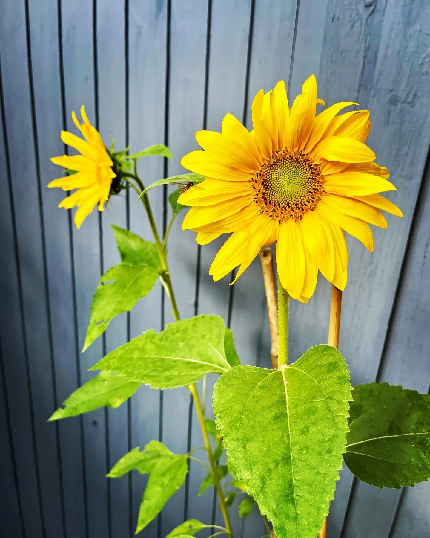These beauties greeted me as I stepped out the front door this morning &hellip; my gate is painted with Annie Sloan Old Violet Chalk Paint &hellip; fabulous backdrop!

I&rsquo;m in the shop today till 5pm 🥰