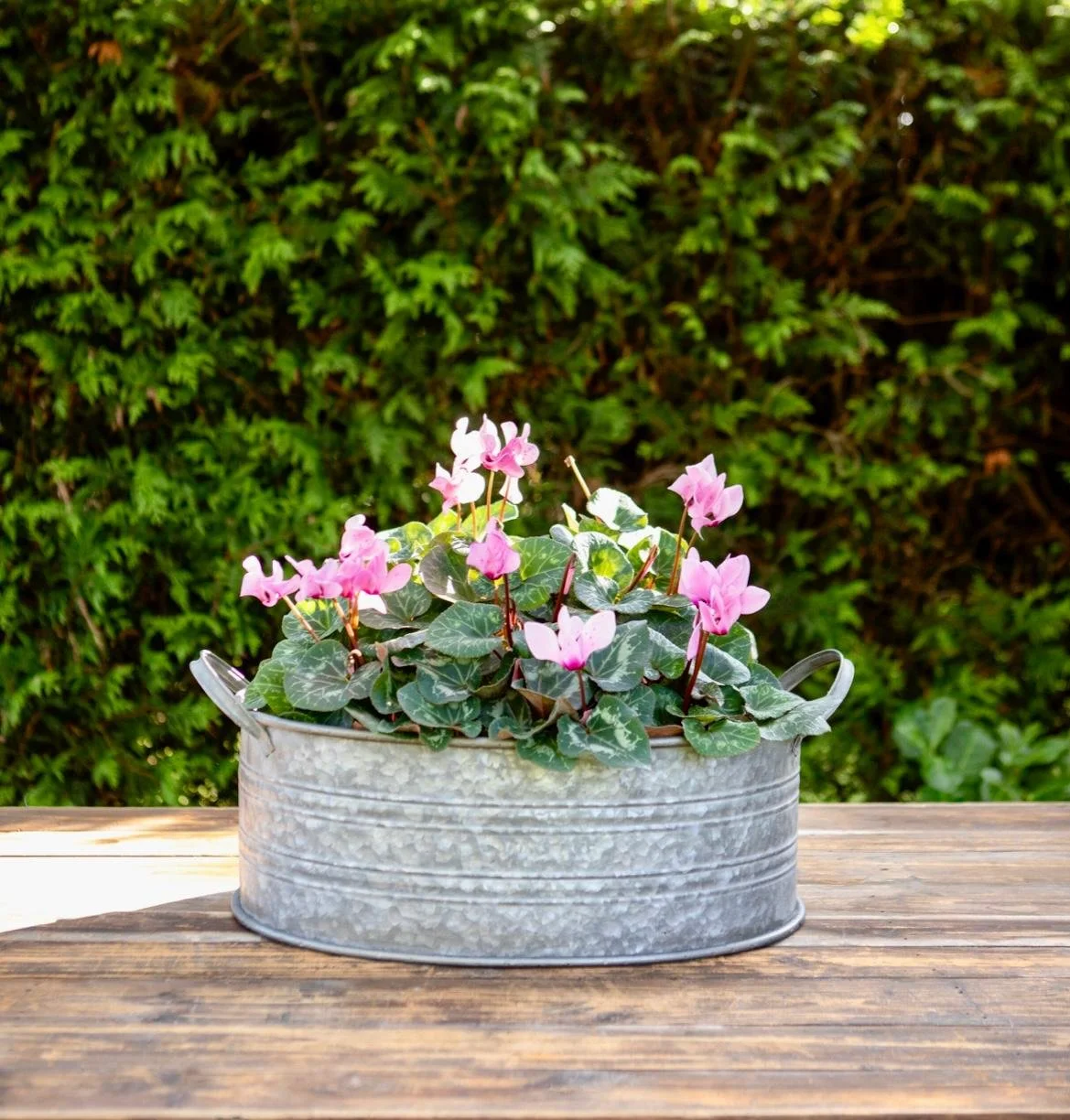 Bathtub planters (1).jpg