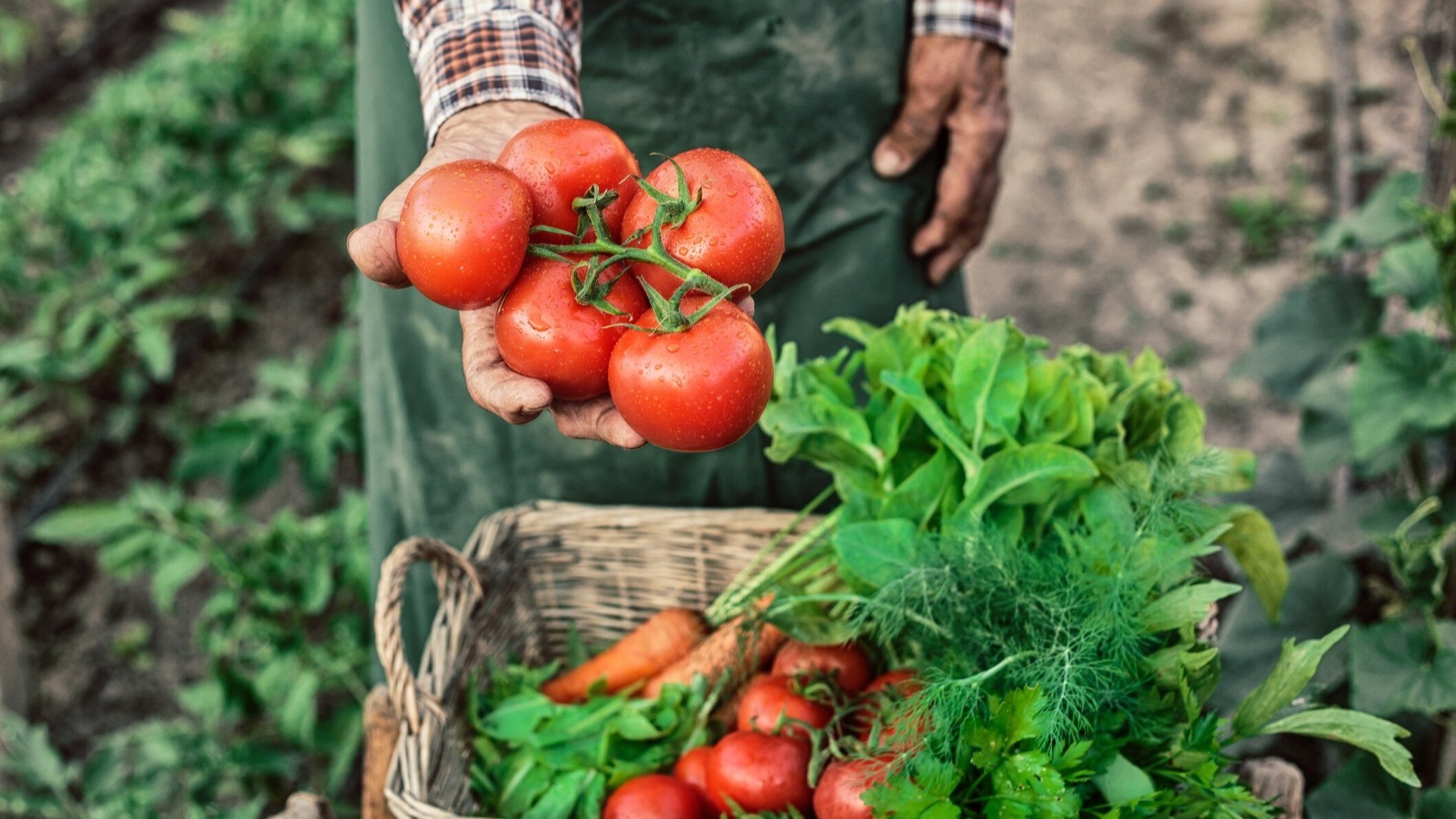 Food for Thought: Investing in Sustainable Agriculture