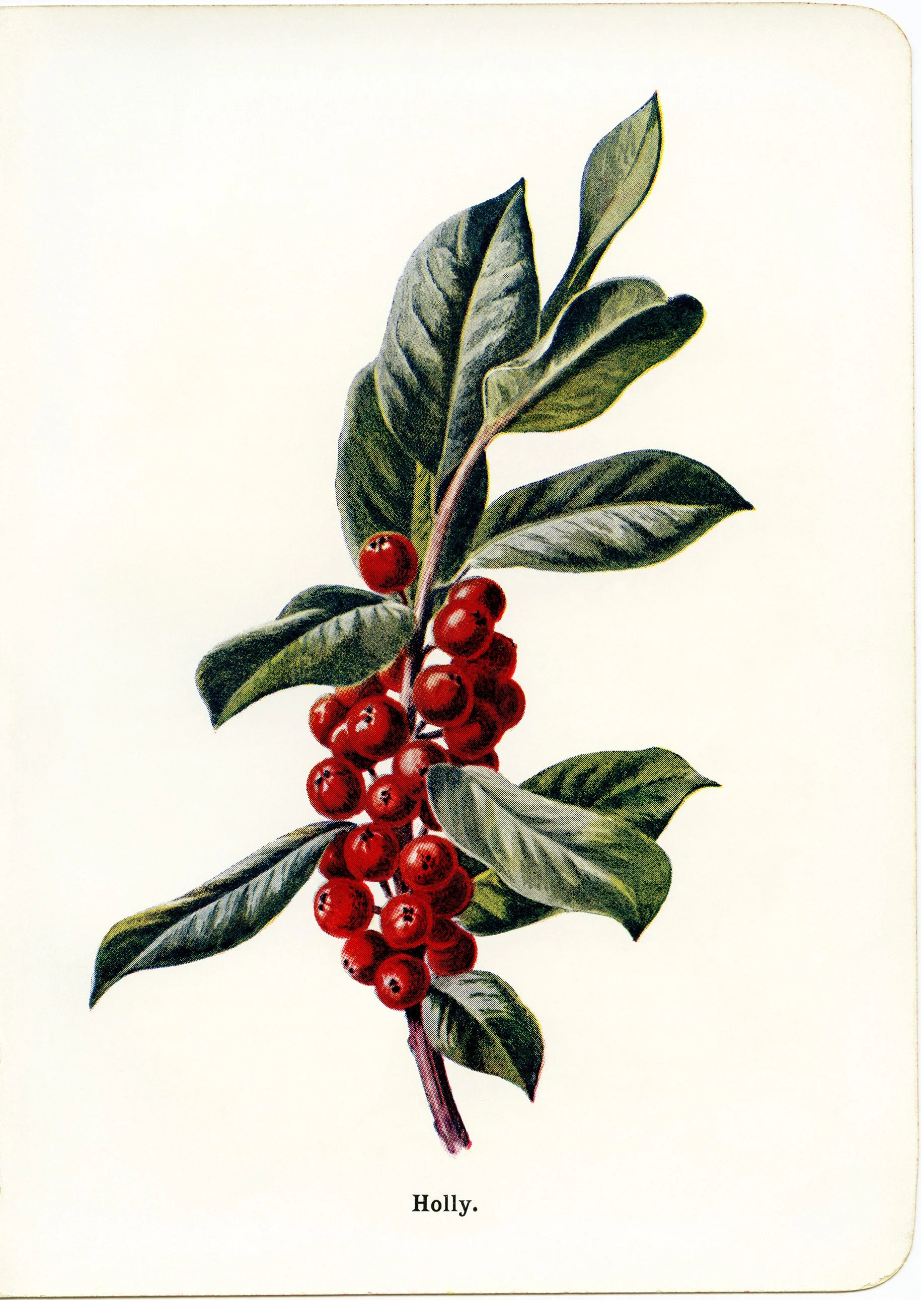 Holly Botanical