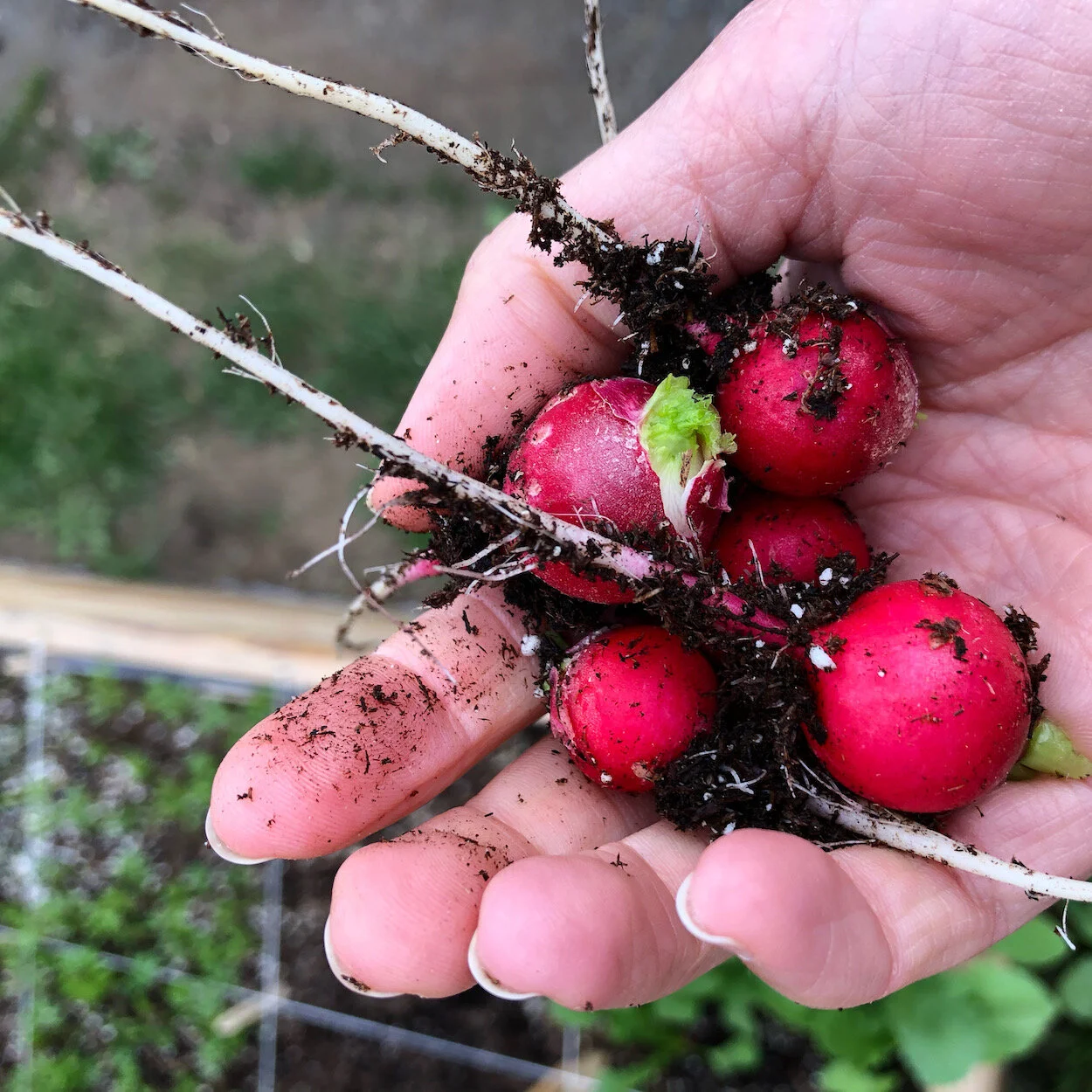 Homegrown radishes