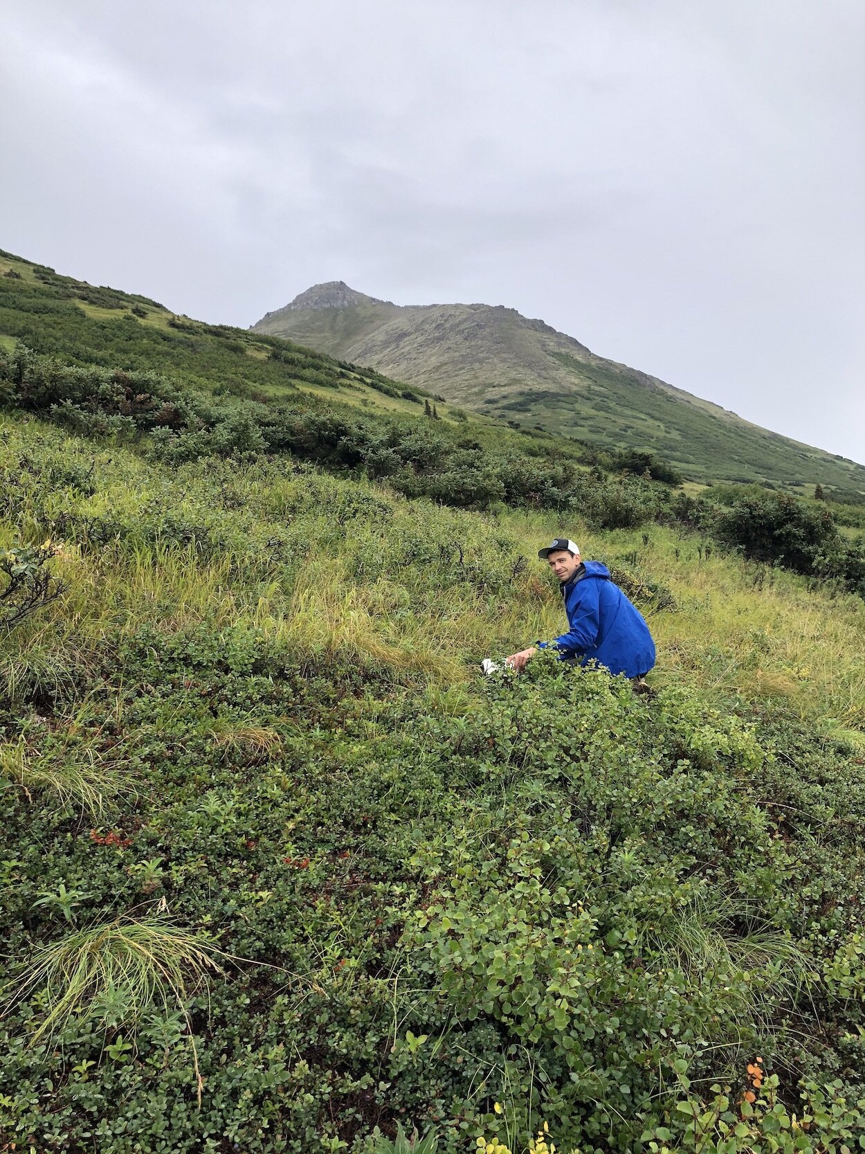 Berry picking in the Chugach Mountains