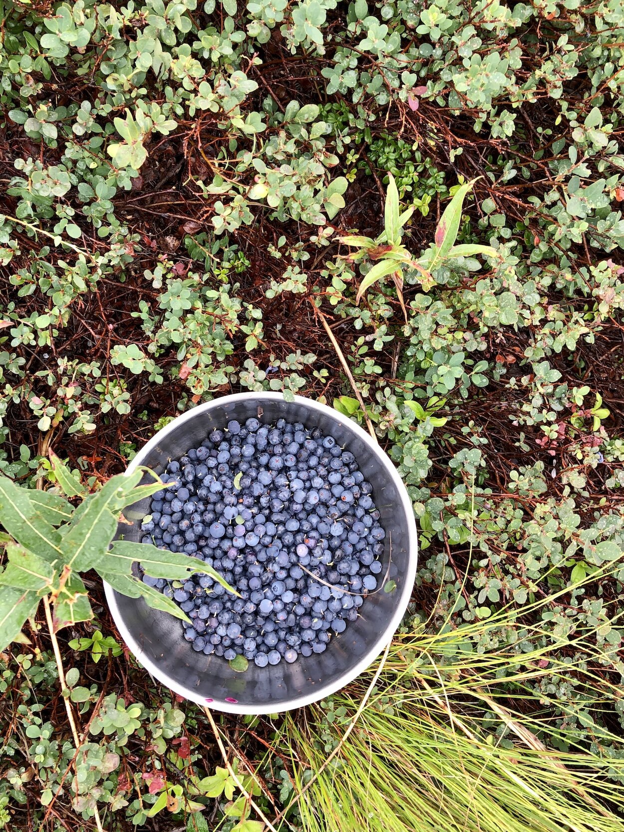 Wild Alaska blueberries