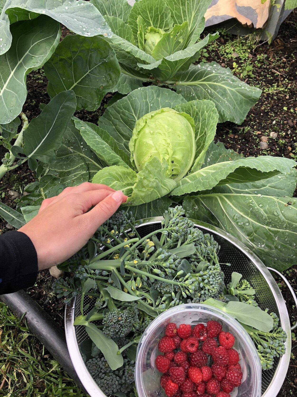 Alaska Grown Produce
