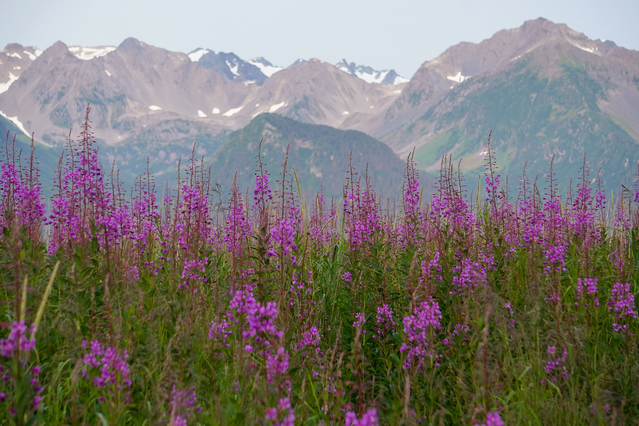 Fireweed in Seward, Alaska