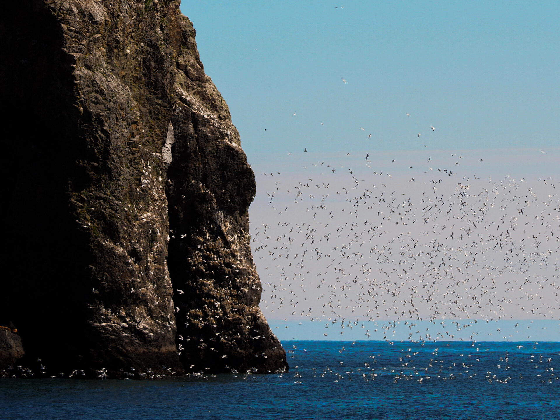 Birdlife on Kenai Fjords boat tour