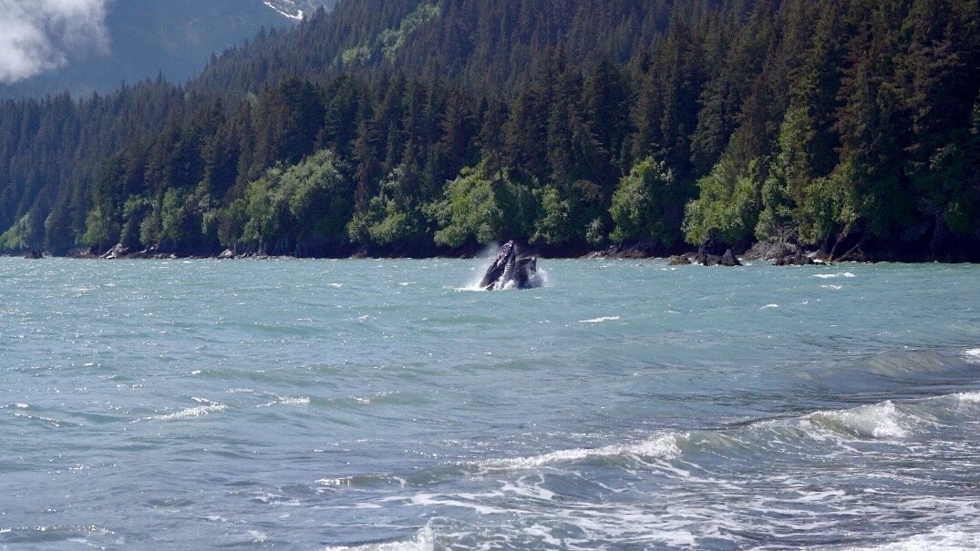 Humpback whale at Lowell Beach