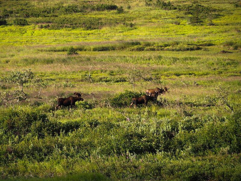 Moose on Powerline Pass