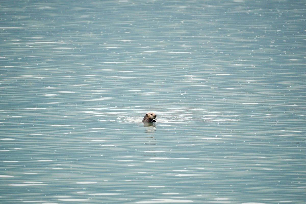 Sea Otter feeding on fresh salmon