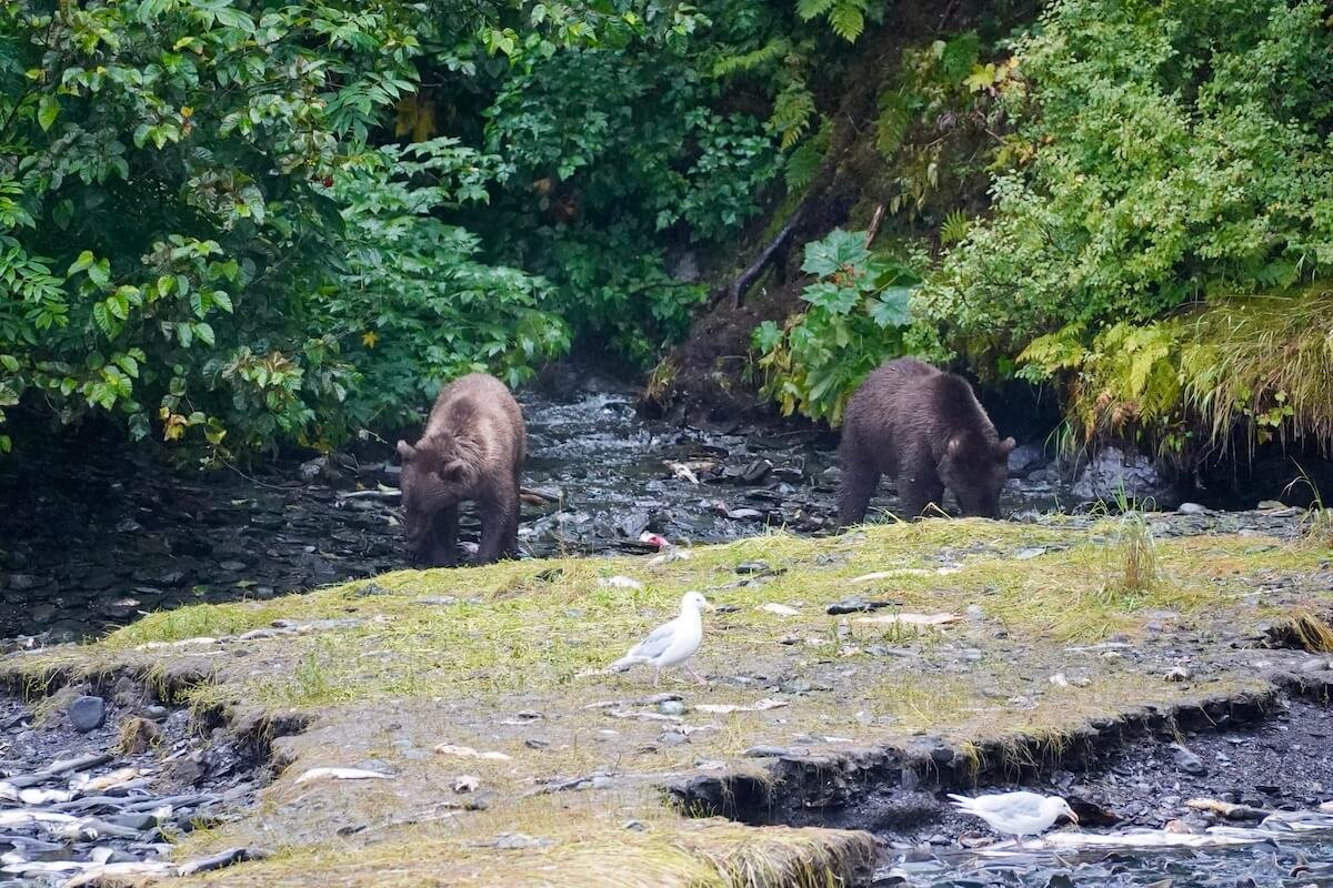 Brown bears in Valdez