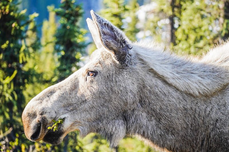 moose-talkeetna.JPG