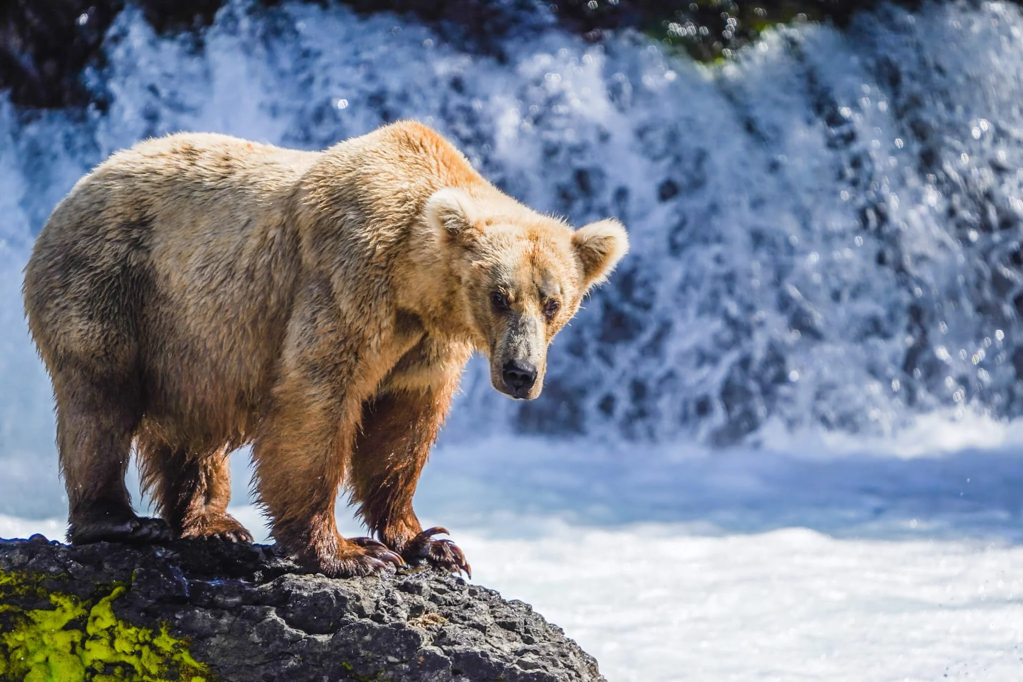 Brown Bear Viewing in Brooks Falls.JPG