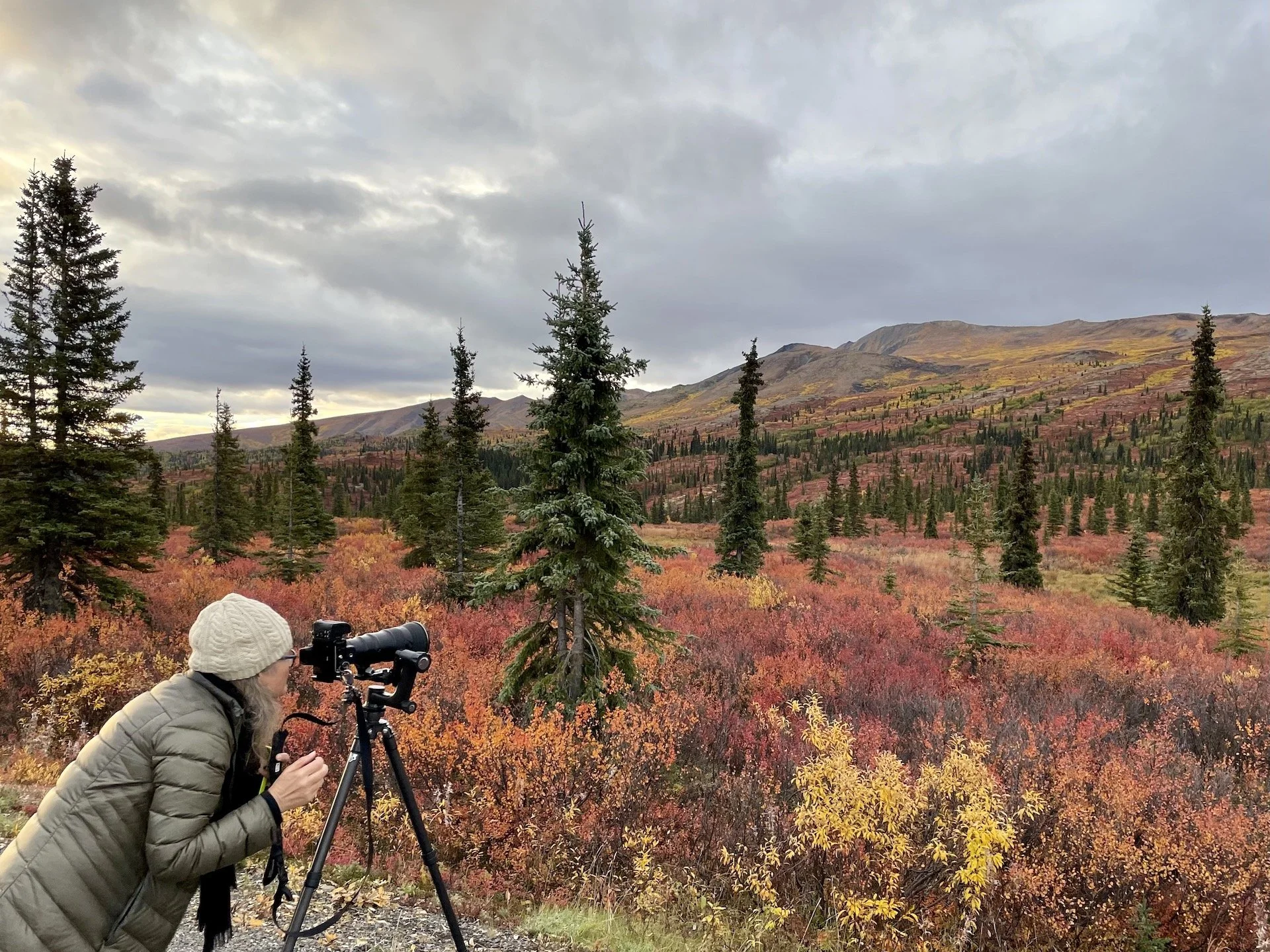 denali park in september.jpeg
