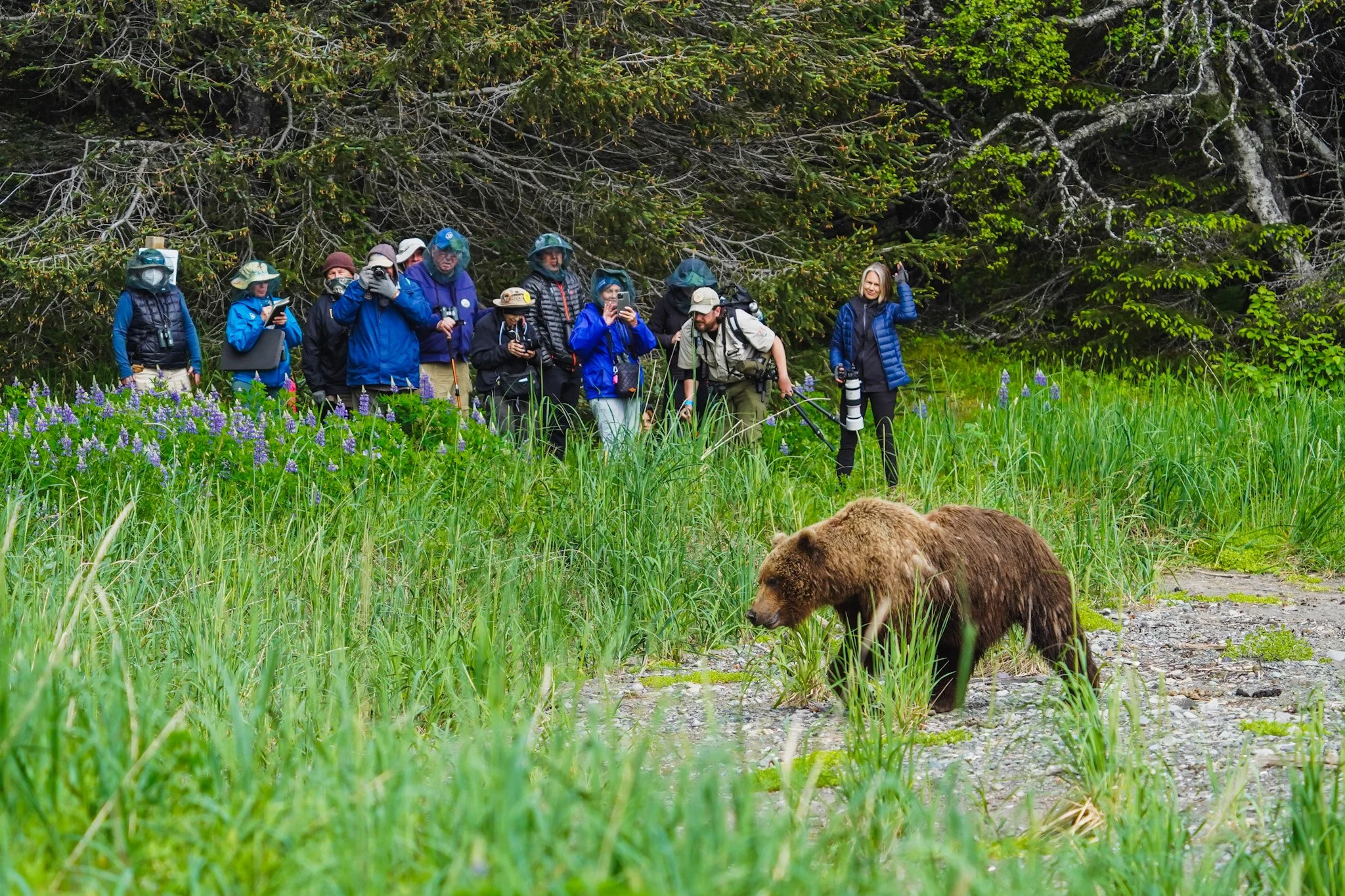 Bear Viewing Chinitna Bay Alaska