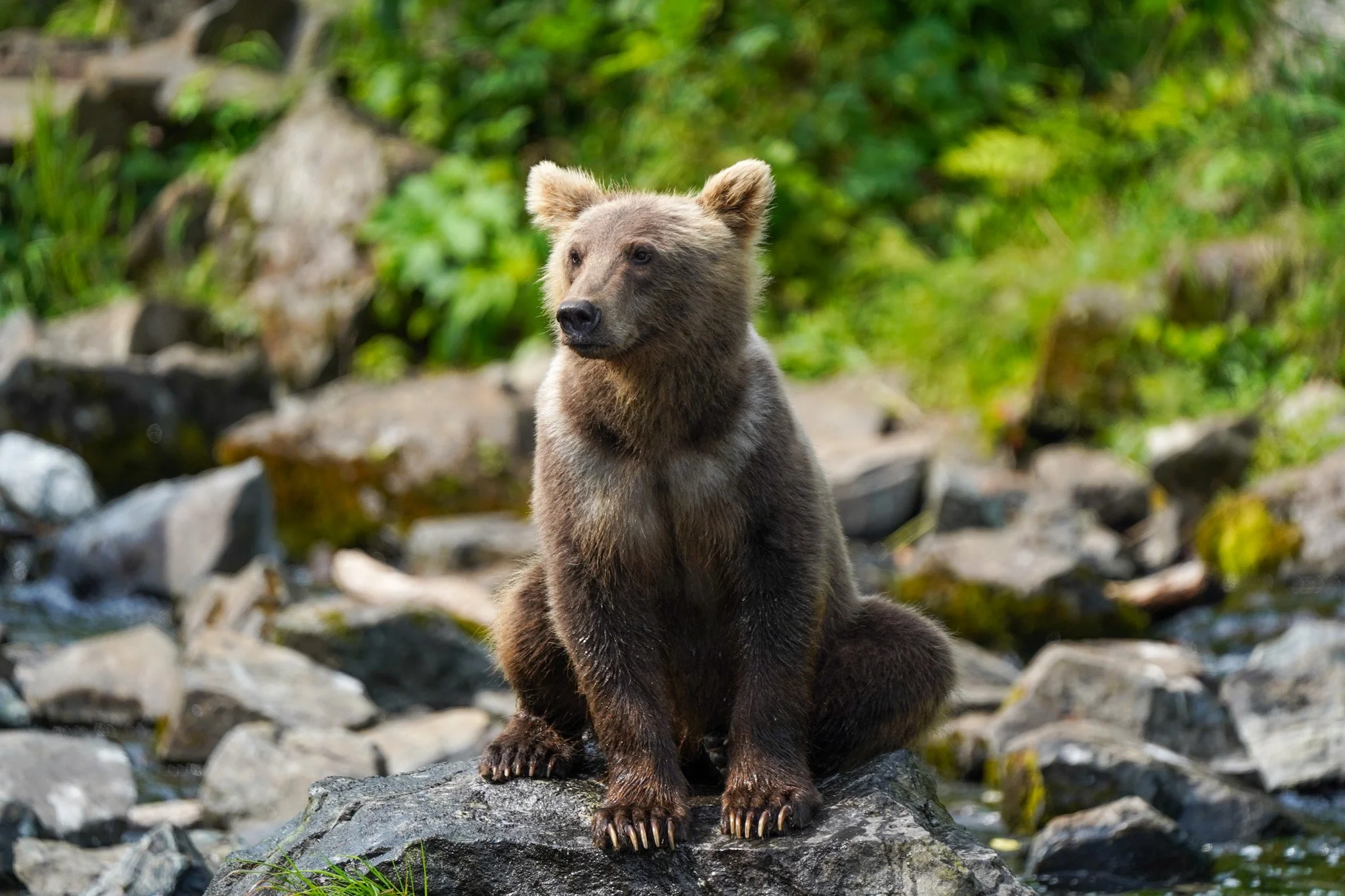 Brown bear tour alaska