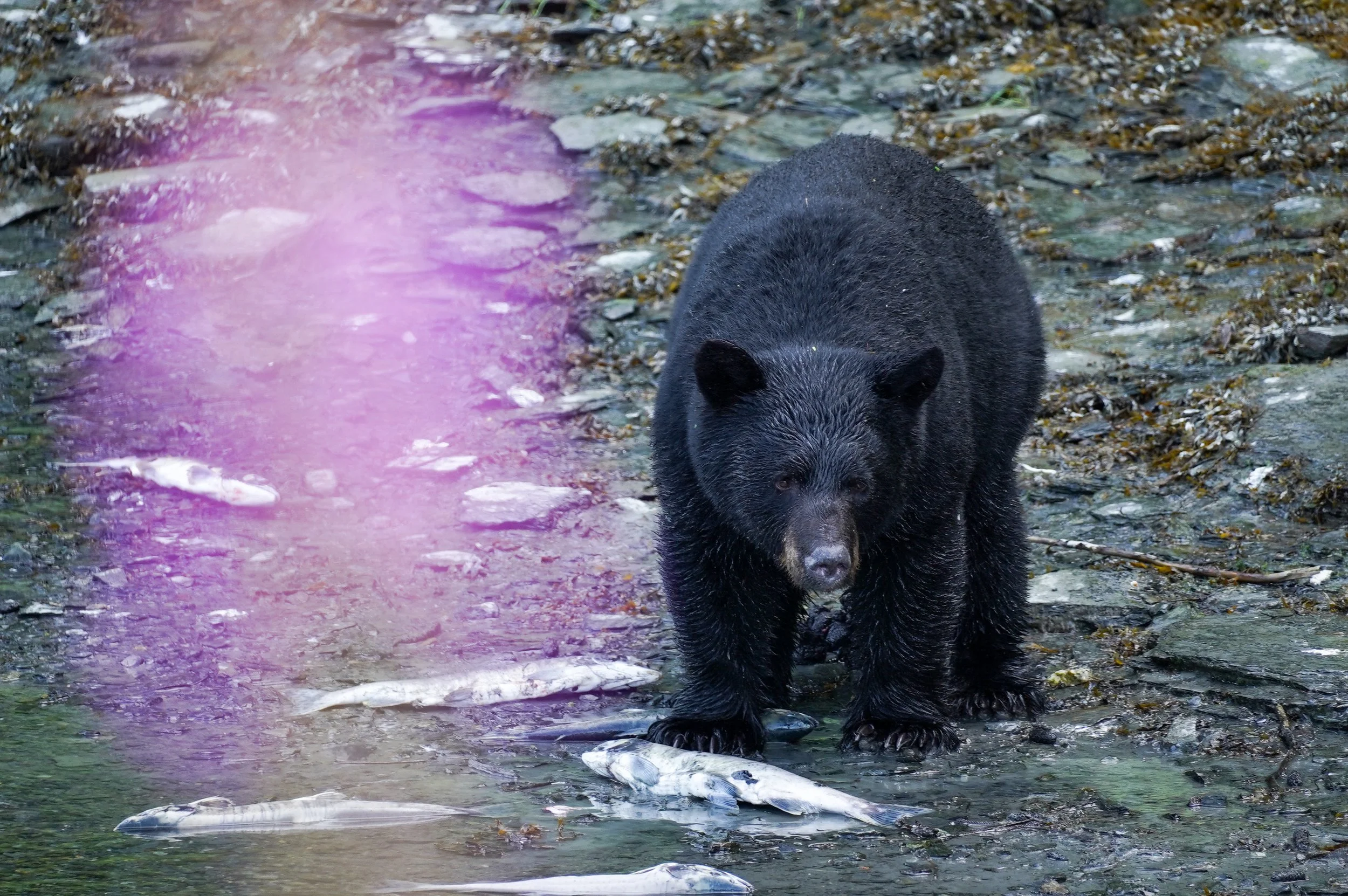Black Bear seen in Valdez Alaska 