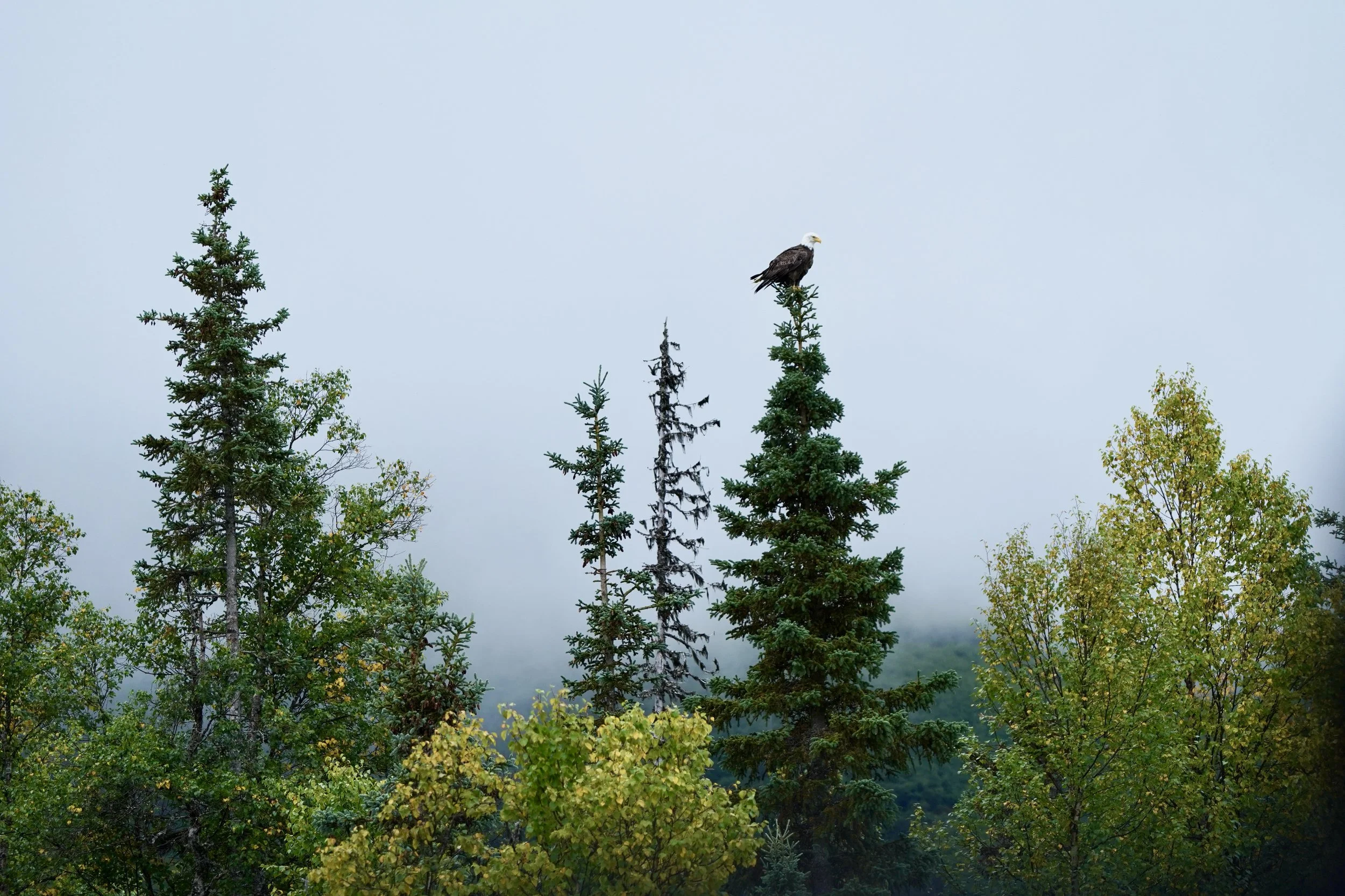 Bald Eagle - Lake Clark National Park