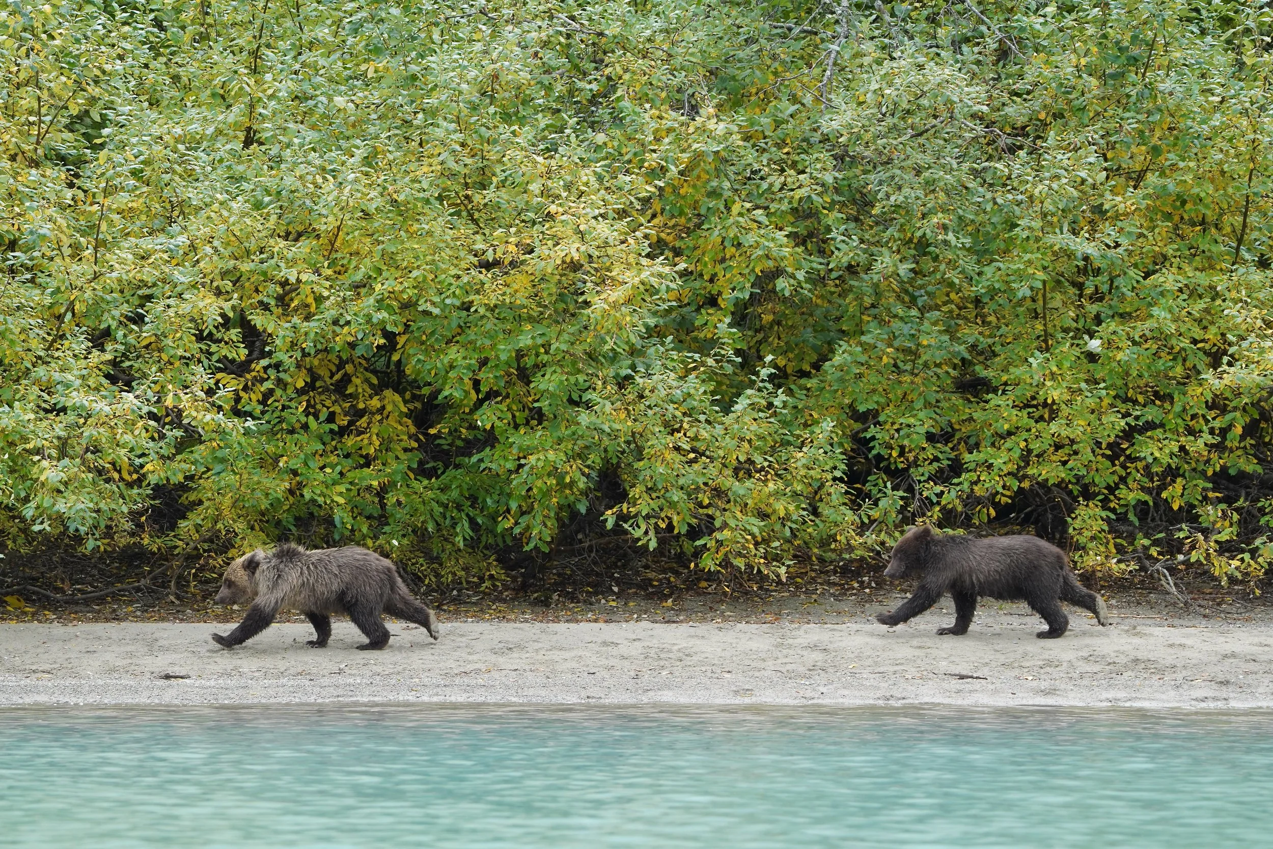 Playful Cubs - Lake Clark National Park