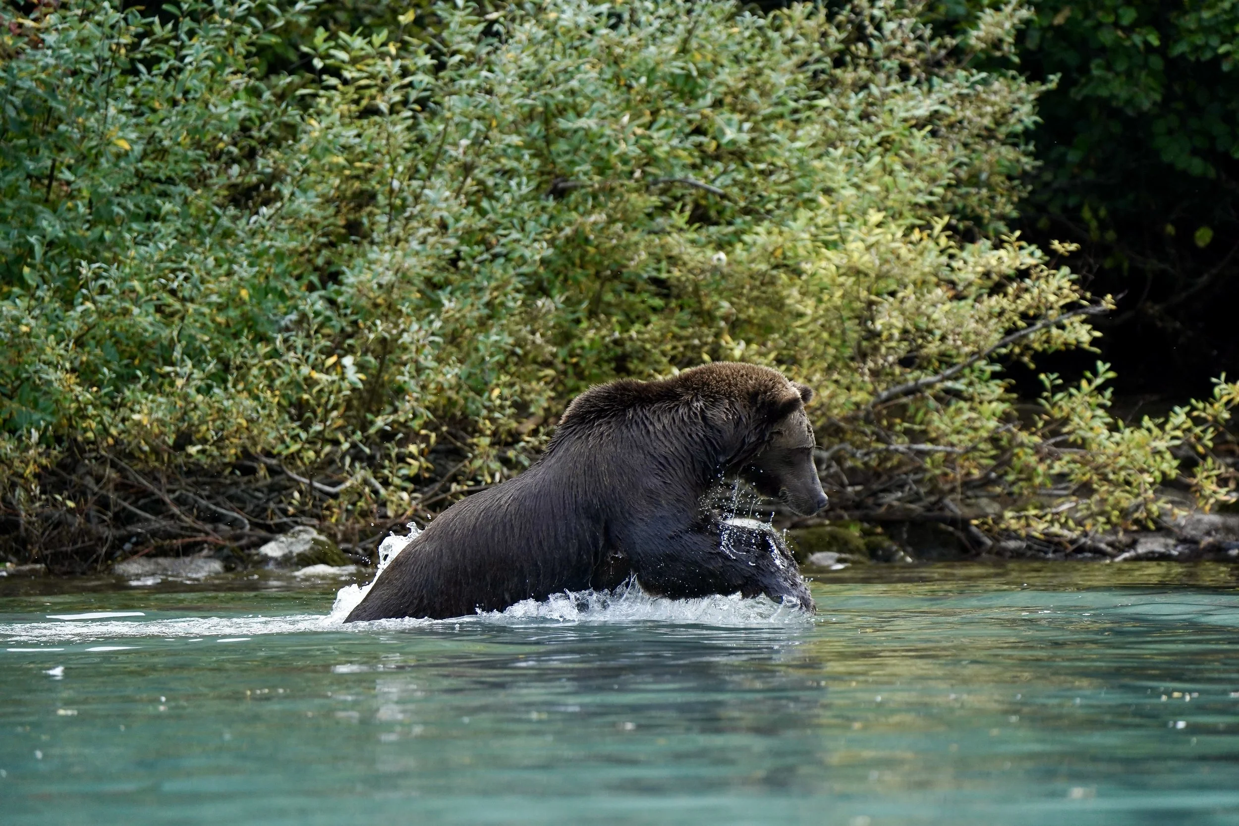 Salmon Catching Technique 