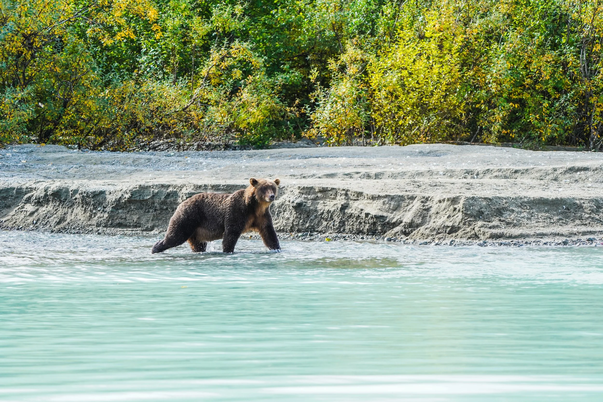 Bear Viewing Trip from Anchorage 