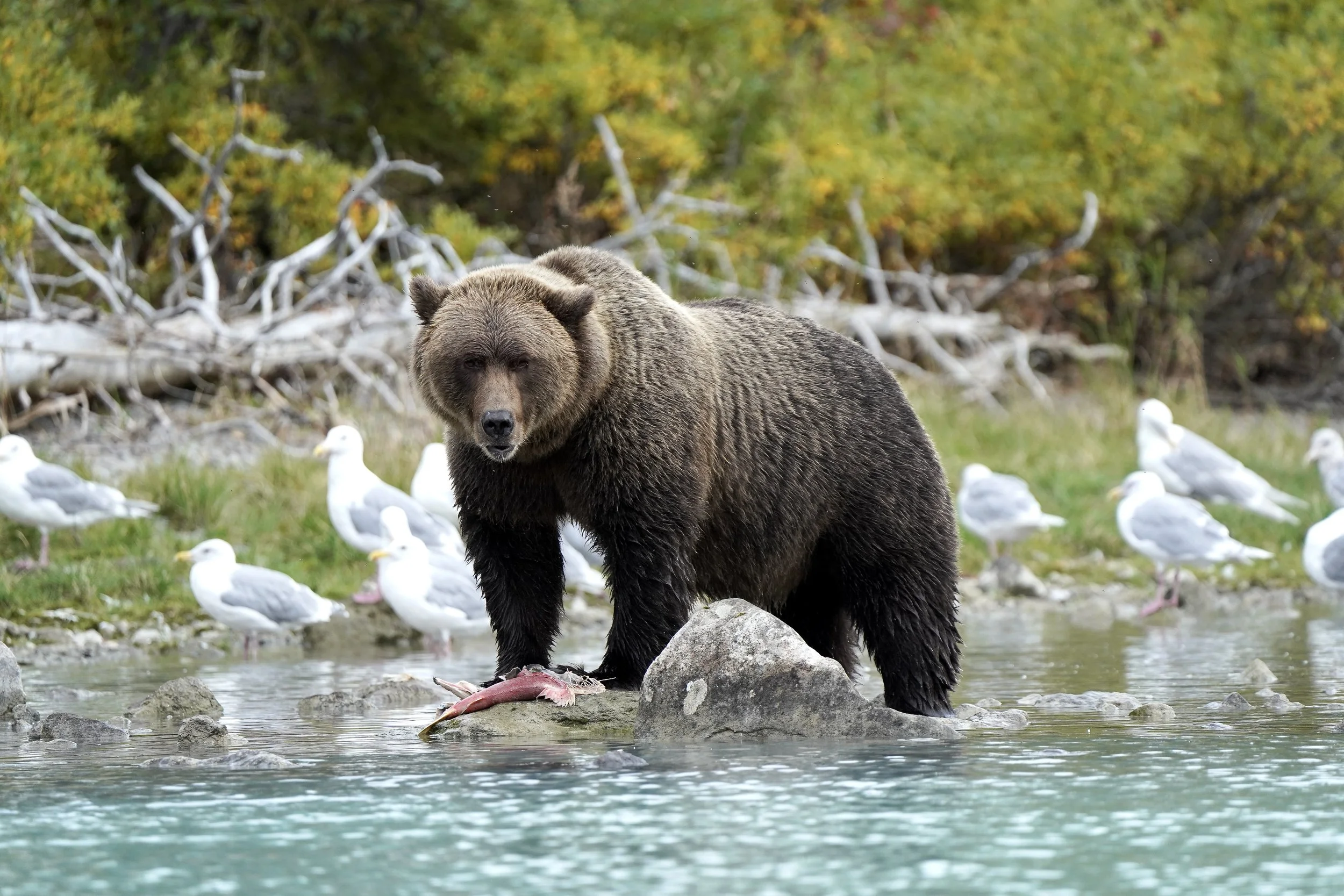 Male Brown Bear - Crescent Lake 