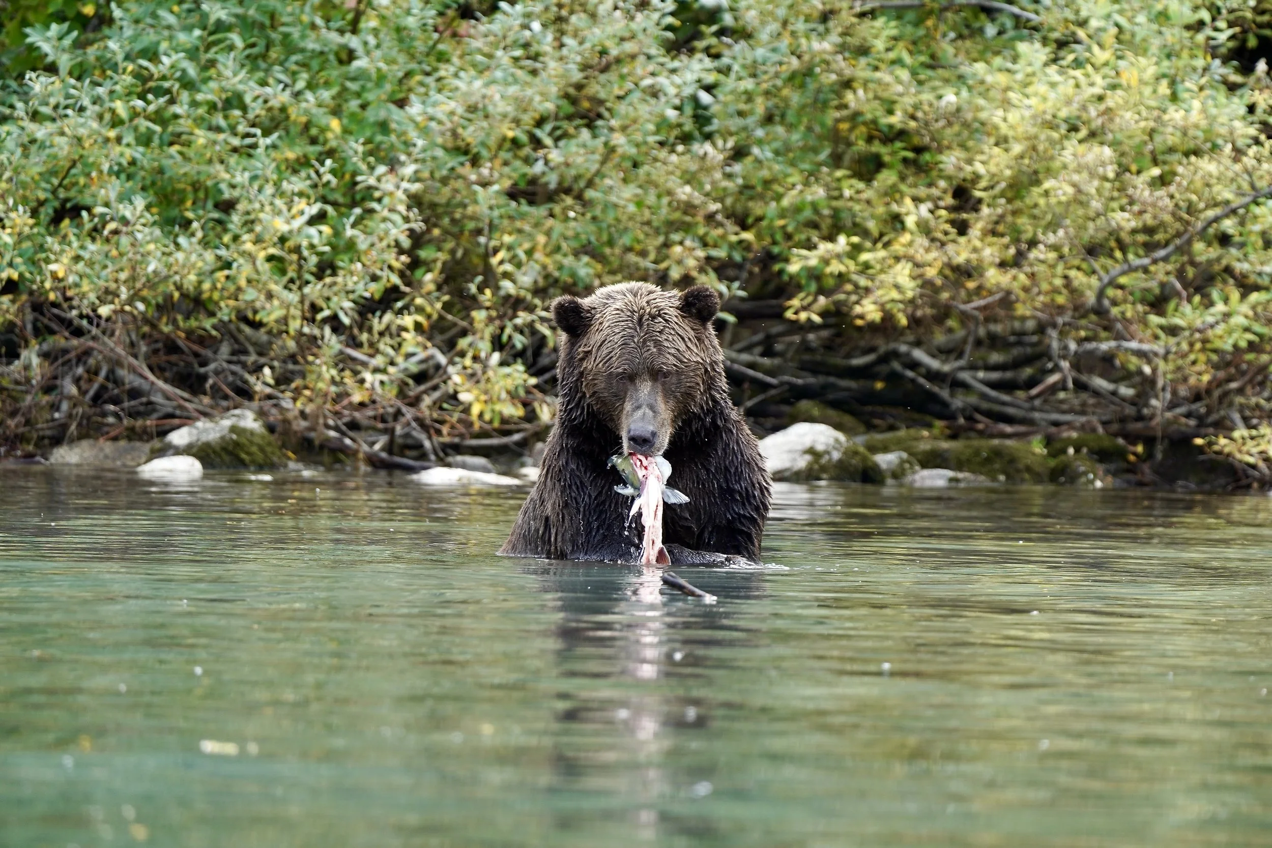 Brown Bear Eating Salmon - Lake Clark NP 