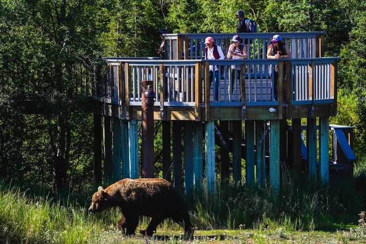 BROOKS FALLS IN KATMAI NATIONAL PARK visual data 3