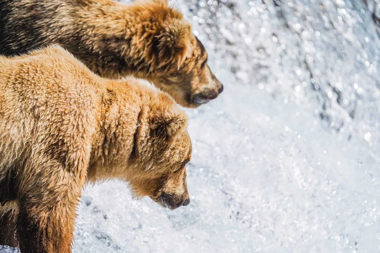BROOKS FALLS IN KATMAI NATIONAL PARK visual data 5