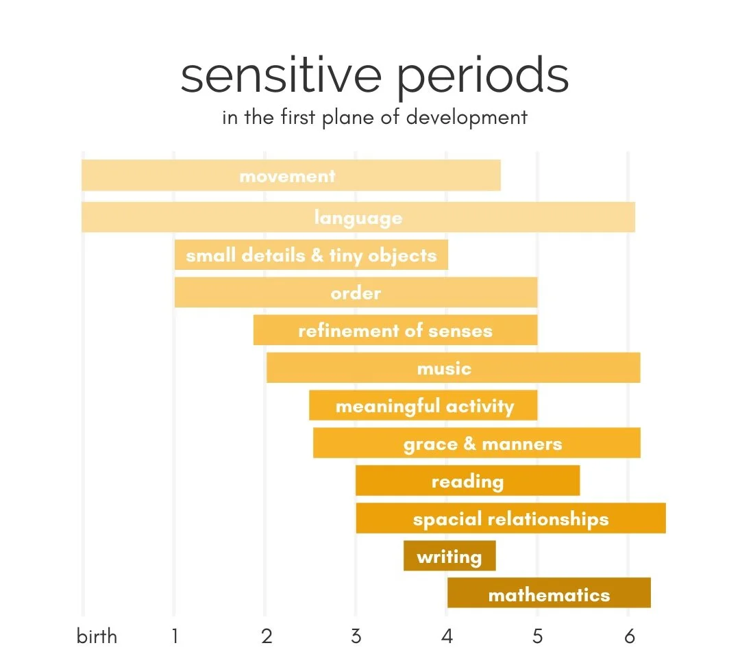 The Sensitive Periods — Charlotte Peck Montessori & Positive Discipline