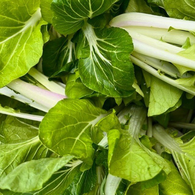 This weekend, get ready to TURNIP the Flavor!⠀⠀⠀⠀⠀⠀⠀⠀⠀
⠀⠀⠀⠀⠀⠀⠀⠀⠀
Hakurei Turnips and Bok Choy pair up with ginger root, scallions, lemon juice, rice vinegar, and Chinese 5 spice for this weekend. Lightly acidic with fresh springy bok choy and scallio