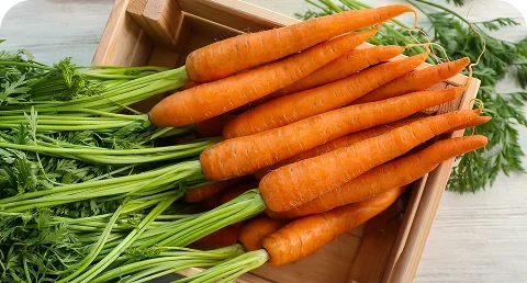 carrot