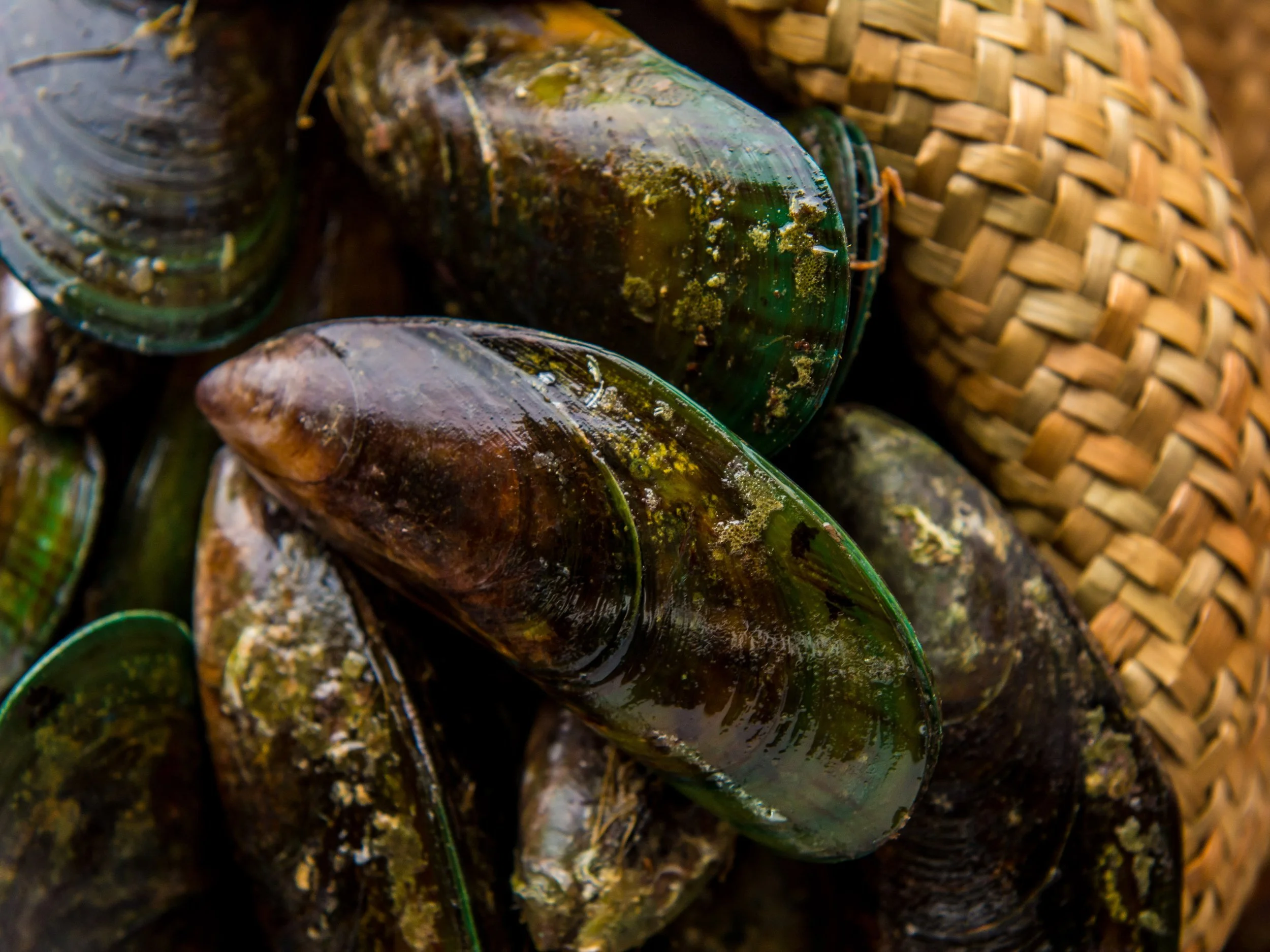 Greenshell Mussel Powder — Aquaculture New Zealand