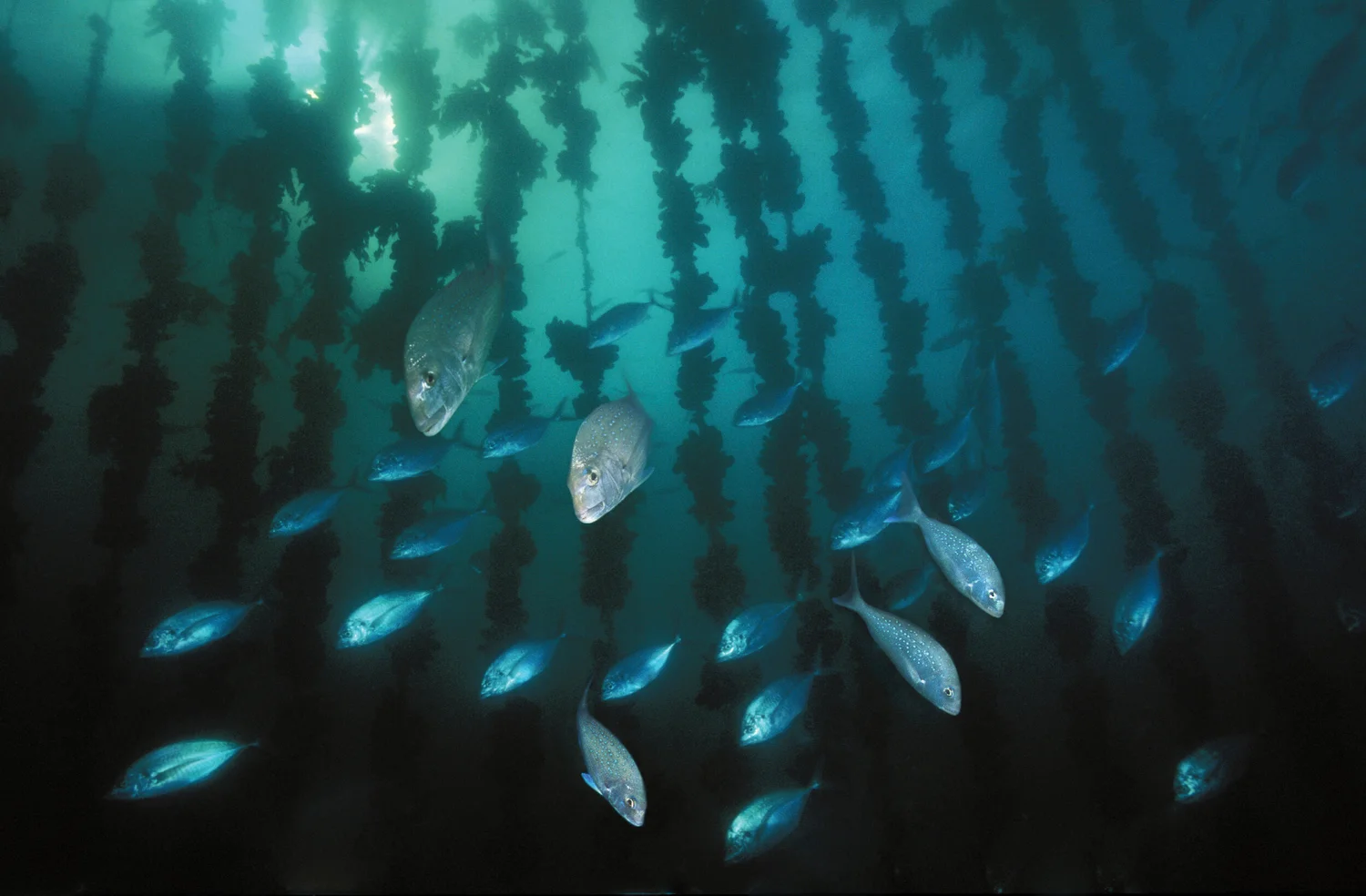 General 1 — Aquaculture New Zealand