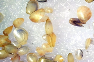 Digital Spat Counting 