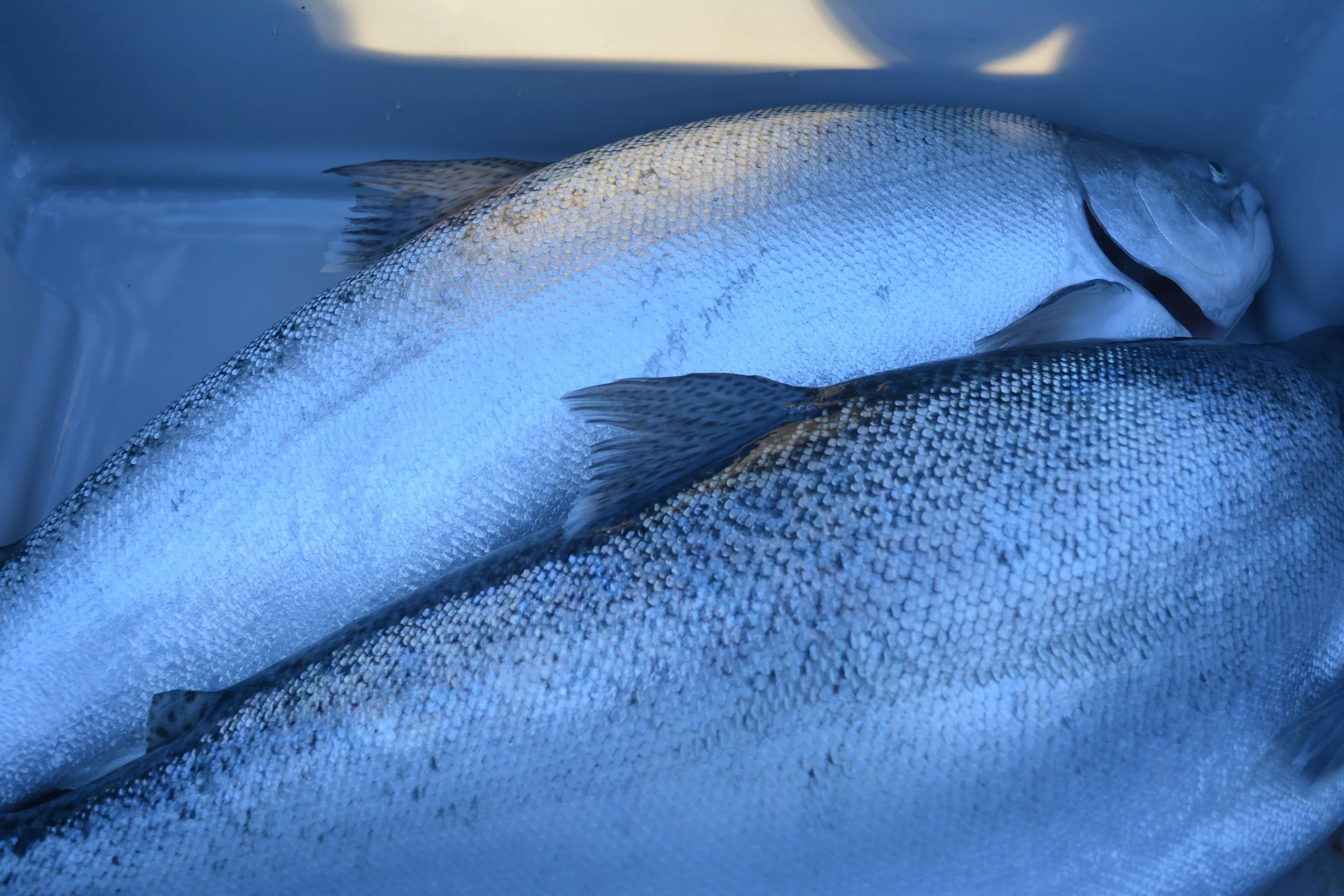 Backing innovation to grow King salmon exports