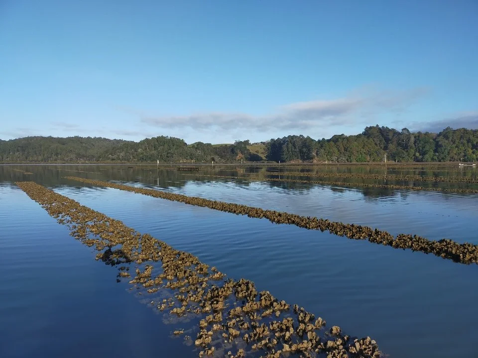Negligence in the harbour: how pollution is crippling oyster farming in Mahurangi