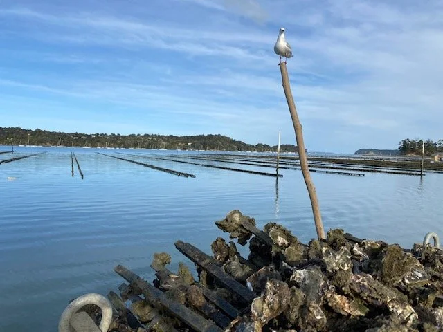 Another setback for Mahurangi oyster farmers