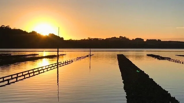 Watercare settlement offers short-term relief for Mahurangi oyster farmers