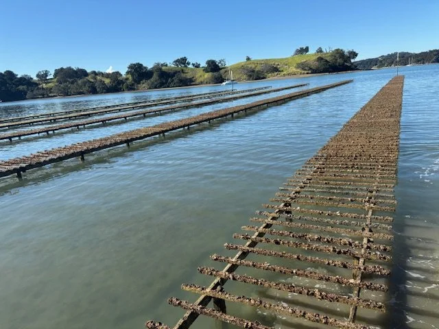 Accountability should not be optional - so why has Watercare’s Board Chair not resigned?