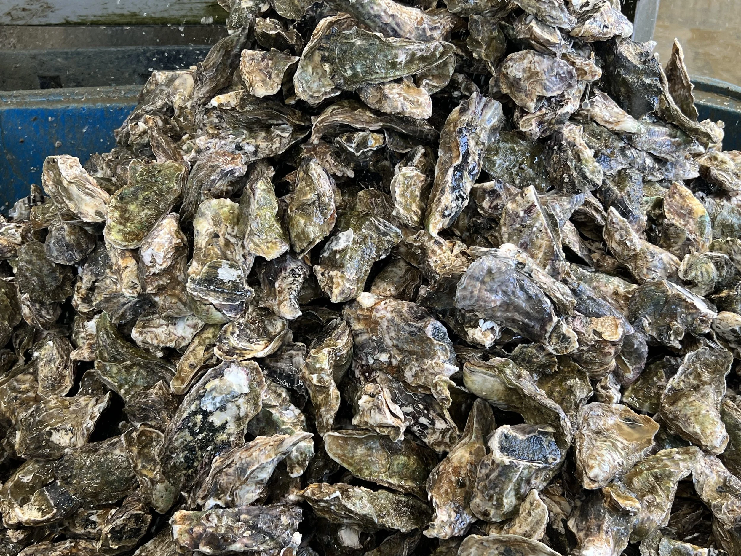 Oyster farms disappointed by Watercare’s ‘final’ compensation decision