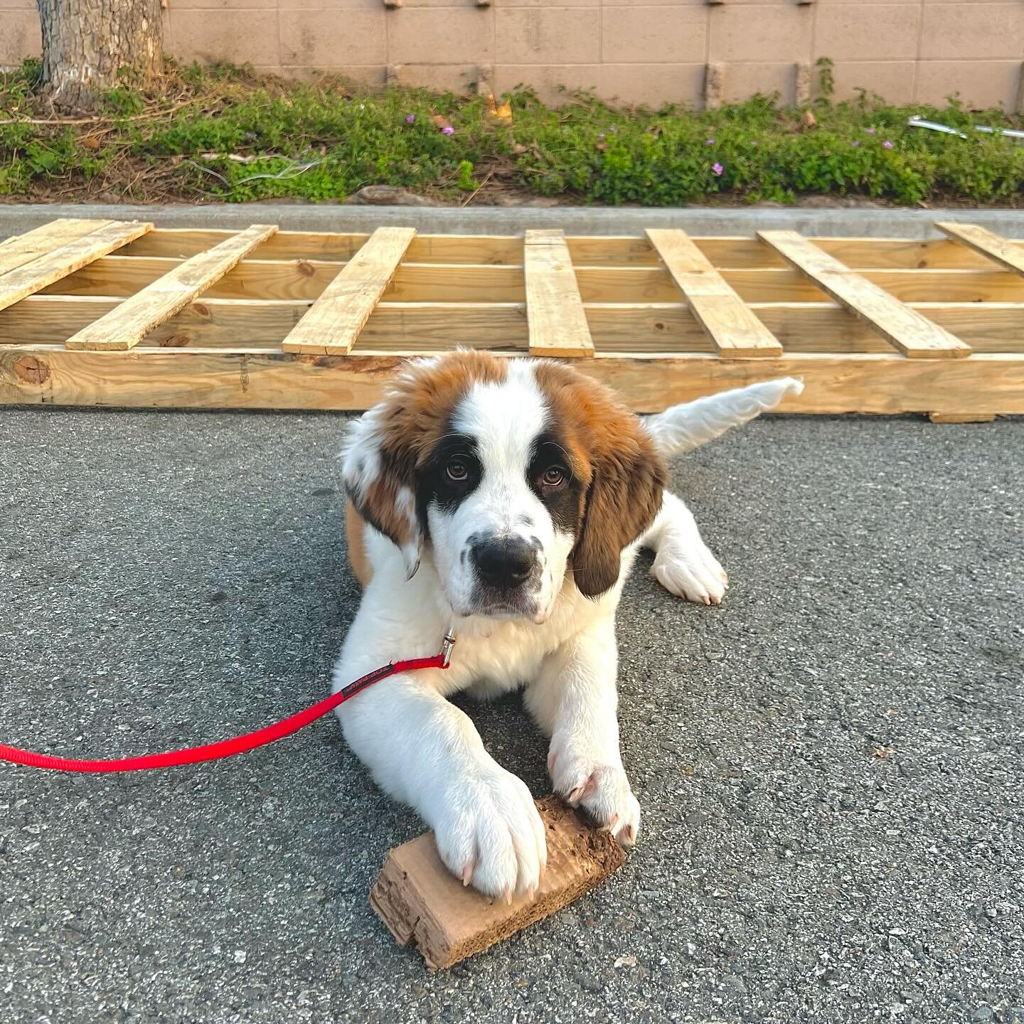 Meet our newest little puppy student ✨Kirby✨😍
Kirby is a 4 month old St. Bernard who has enrolled in our Private Sessions and Puppy to work on building his confidence and basic obedience skills🐾
#dogtraining #basicobedience #basicobediencetraining 