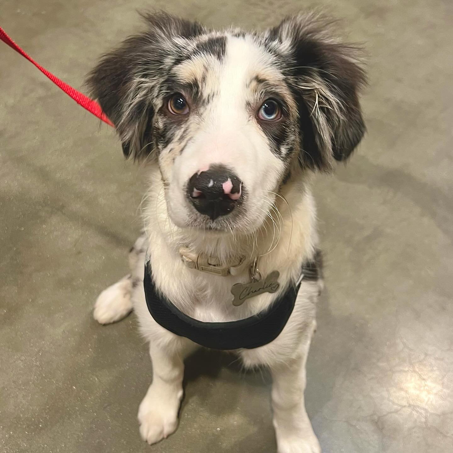 Spreading some puppy love on this beautiful Monday😍🐶🐾

#puppy #puppylove #puppies #puppiesofinstagram #puppiesofig #puppielove #puppytraining #puppytraining101 #puppytrainer #happymonday