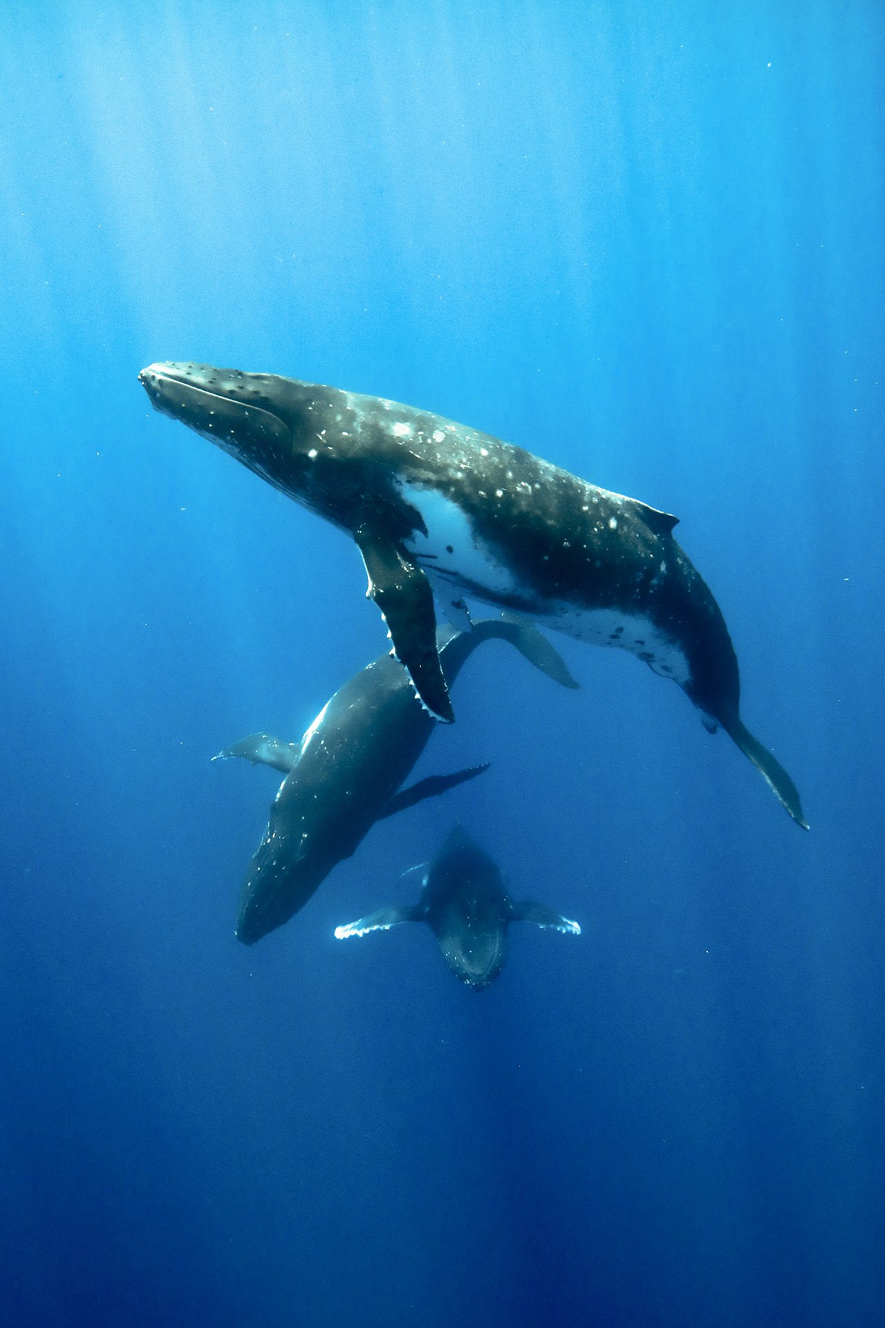 whale ballet.jpg